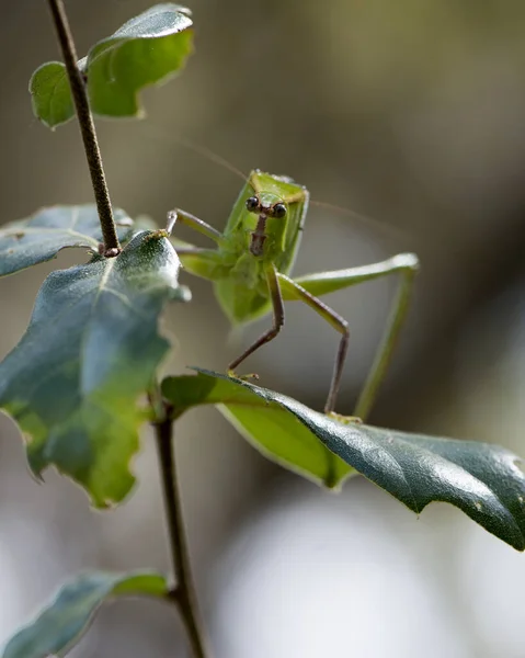 곤충은 환경과 서식지에 배경을 가지고 나뭇가지의 사진을 Katydid Stock Photos — 스톡 사진