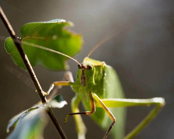 Visão Perfil Close Insetos Katydid Uma Árvore Galhos Com Fundo — Fotografia de Stock