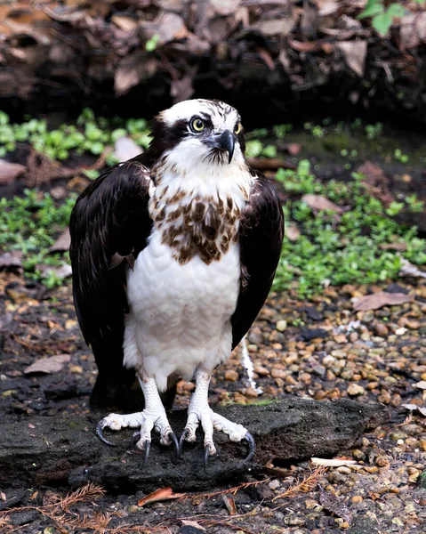 Osprey Nahaufnahme Profil Ansicht Hockt Auf Einem Zweig Mit Ausgebreiteten — Stockfoto