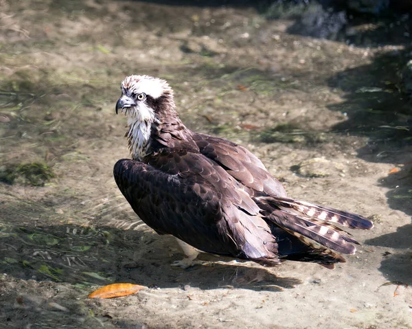 Vue Rapprochée Balbuzard Pêcheur Perché Sur Une Branche Aux Ailes — Photo