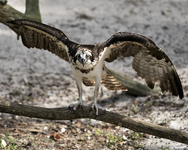 Widok Profilu Bliska Osprey Gałąź Rozpostartymi Skrzydłami Patrzącą Ciebie Cieszącą — Zdjęcie stockowe