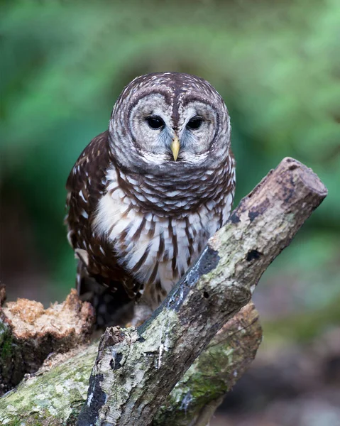 Owl Close Profile View Looking Camera Blur Background Displaying Its — Stock Photo, Image