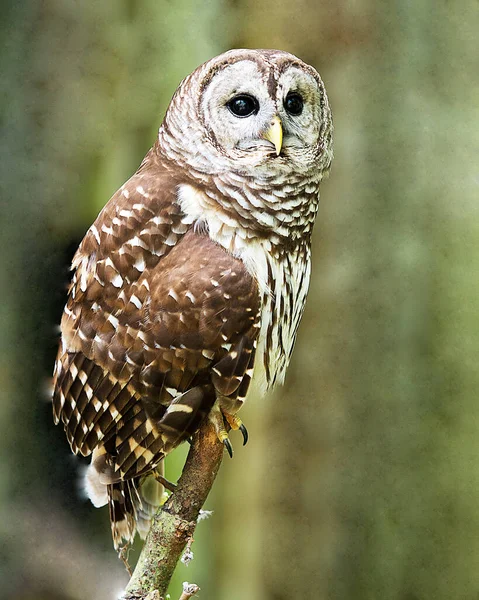 Owl Close Profile Side View Looking Camera Blur Background Displaying — Stock Photo, Image