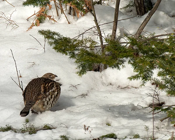 Partridge Κάθεται Στο Χιόνι Κατά Χειμερινή Περίοδο Στο Περιβάλλον Του — Φωτογραφία Αρχείου