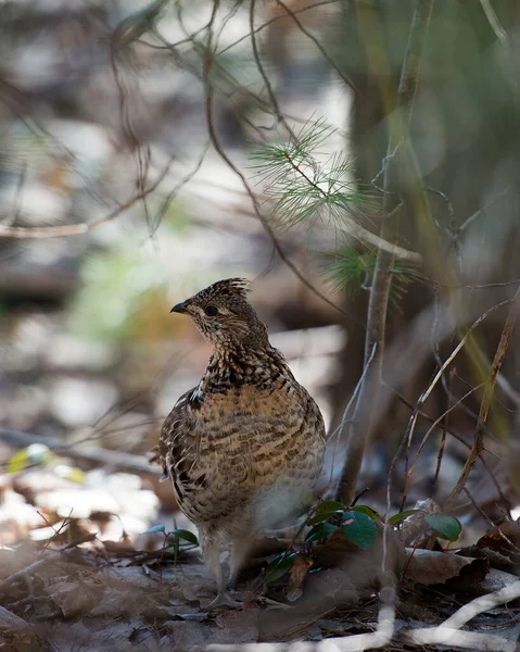 Partridge Close Profil Pohled Procházky Lese Podzimní Sezóně Ukazuje Hnědé — Stock fotografie