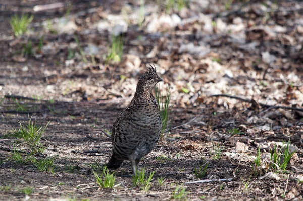 Vue Profil Rapprochée Perdrix Marchant Dans Forêt Automne Montrant Plumage — Photo