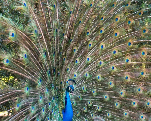 Pavões Close Perfil Belo Pássaro Colorido Pavões Exibindo Dobra Aberta — Fotografia de Stock