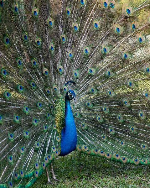 Peacock Közelkép Profil Gyönyörű Színes Madár Peacock Madár Kijelző Hajtsa — Stock Fotó