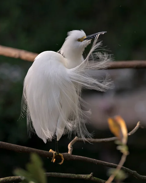 Snowy Egret Ptak Zbliżenie Profil Widok Siedzący Gałęzi Rozmytym Tle — Zdjęcie stockowe