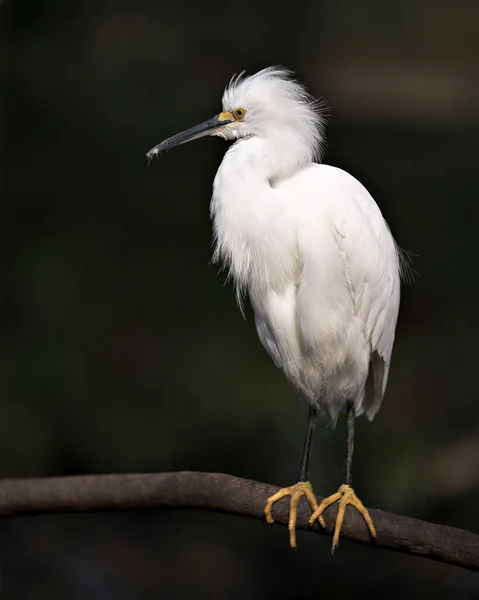 Snowy Egret Zbliżenie Profil Widok Siedzący Gałęzi Wyświetlające Białe Pióra — Zdjęcie stockowe