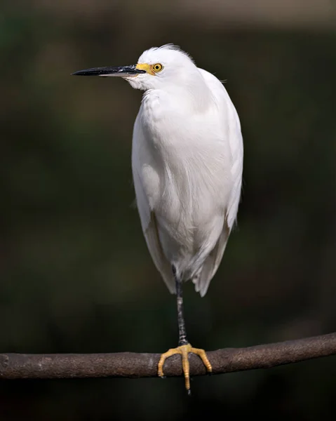 Snowy Egret Zbliżenie Profil Widok Siedzący Rozmytym Tle Wyświetlające Białe — Zdjęcie stockowe