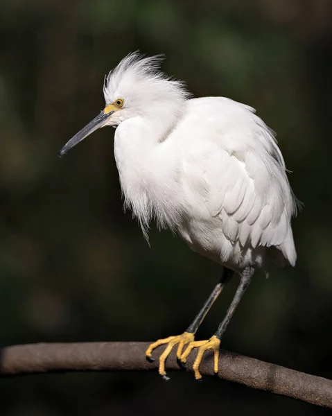 Snowy Egret Zbliżenie Profil Widok Siedzący Gałęzi Wyświetlające Białe Pióra — Zdjęcie stockowe