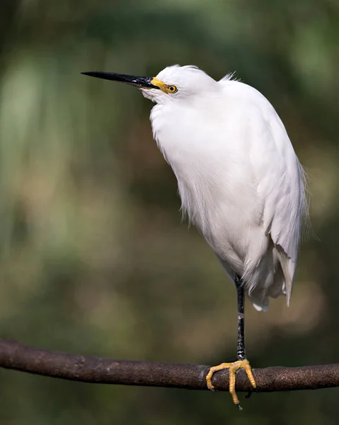 Snowy Egret Zbliżenie Profil Widok Siedzący Rozmytym Tle Wyświetlające Białe — Zdjęcie stockowe