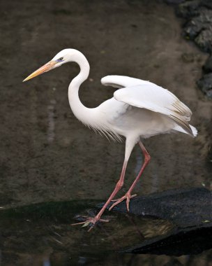 Büyük Akbalıkçıl görüntüsü suda duruyor, kanatları açık ve çevresi ve habitatı bulanık, güzel beyaz tüyler sergiliyor. Büyük Beyaz Balıkçıl Fotoğrafları. Resim.