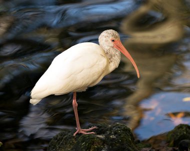 Beyaz Ibis profili bir yosun kayası üzerinde duruyor, bulanık su arkaplanı, uzun gaga, beyaz tüy, beyaz vücut, çevresi ve habitatında kırmızı bacaklar gösteriyor. Beyaz Ibis Stok Fotoğrafları. Resim.