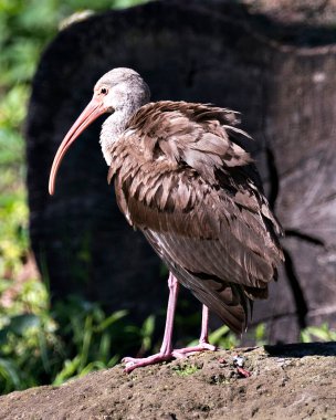 Beyaz Ibis yavru kuş yakından profil görüntüsü bulanık arka planlı, kahverengi tüylü tüyler, vücut, kafa, göz, gaga, uzun boyun, çevresi ve yaşam alanı. Beyaz Ibis Stok Fotoğrafları. Resim.