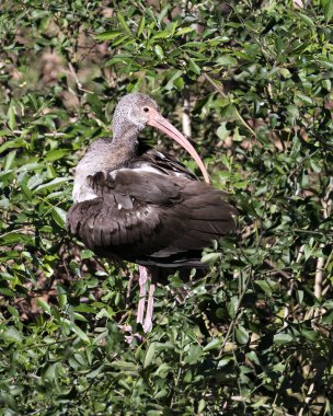 Beyaz Ibis yavru kuş yakından profil görüntüsü tüylü ön planda ve arka planda bulunan tüylü kanatları, gövdesi, başı, başı, gözü, gagası, uzun boynu ve doğal ortamında kahverengi tüyleri gösteriyor. Beyaz Ibis Stok Fotoğrafları. Resim.