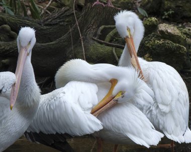 Beyaz Pelikan kuşları profil görüntüsünü yakından takip ederek tüylü beyaz tüyleri temizler. Çevrelerinde ve habitatlarında güneşin tadını çıkarırlar. Üç beyaz pelikan resmi. Beyaz Pelikan Stok Fotoğrafları. Resim.