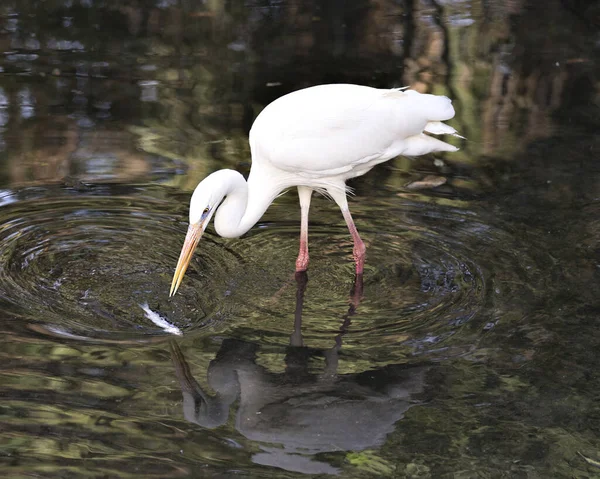 White Heron standing in the water catching a fish and displaying beautiful white feathers with a blur water background and body reflection in the water, in its environment and habitat. Great White Heron Stock Photos. Image.