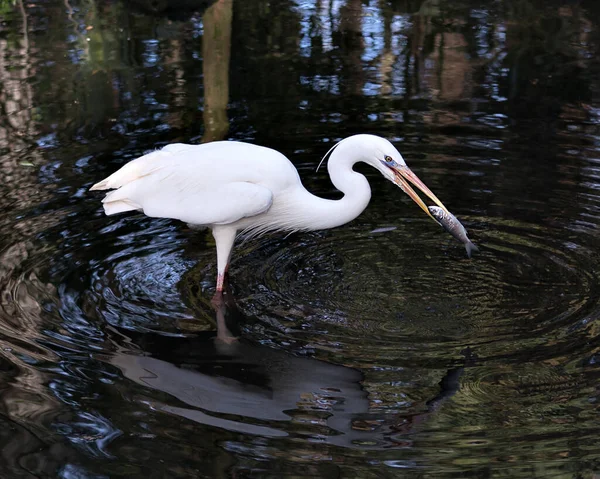 Weißer Reiher Der Wasser Steht Fängt Einen Fisch Und Zeigt — Stockfoto