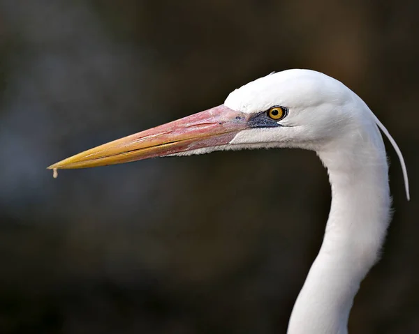 Great White Egret Head Shot Close Obraz Wyświetlając Dziób Oko — Zdjęcie stockowe