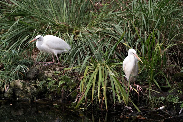 White Heron Πουλιά Ζευγάρι Γκρο Πλαν Προβολή Προφίλ Κάθεται Στο — Φωτογραφία Αρχείου