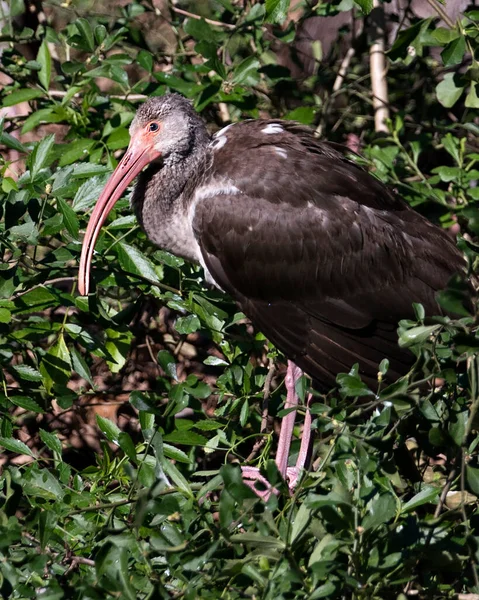 White Ibis Juvenilní Pták Zblízka Profil Pohled Popředí Listí Pozadí — Stock fotografie