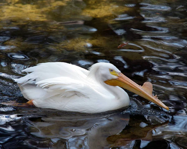 White Pelican Nahaufnahme Profil Blick Wasser Mit Flauschigen Weißen Federn — Stockfoto