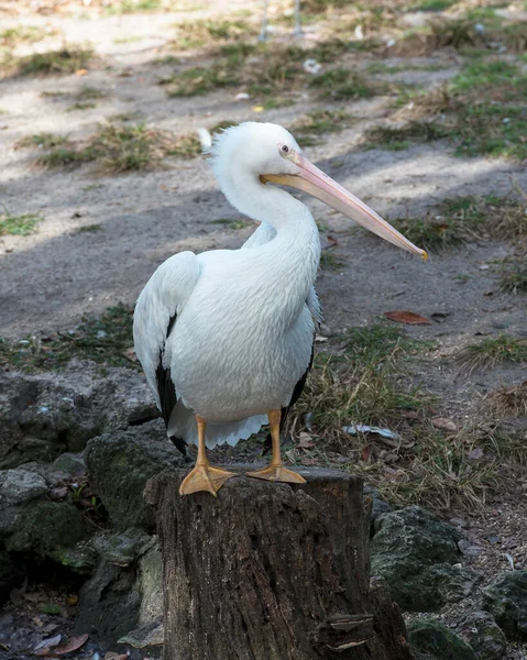 White Pelican Nahaufnahme Profil Ansicht Steht Auf Baumstamm Mit Flauschigen — Stockfoto