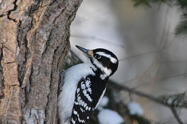 Woodpecker Cabeça Pássaro Tiro Close Perfil Vista Empoleirado Exibindo Plumagem — Fotografia de Stock