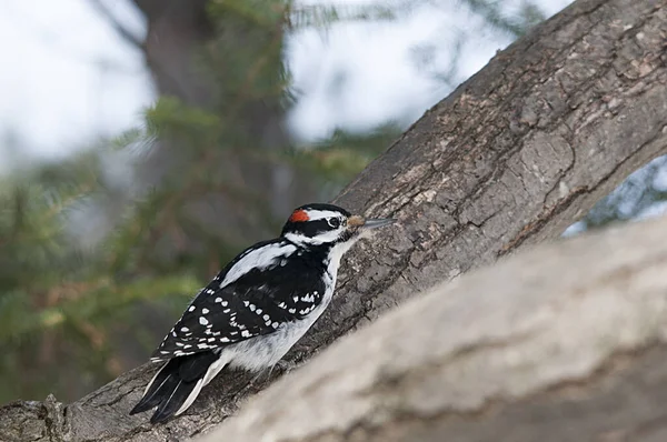 Vue Profil Rapprochée Pic Perché Montrant Plumage Plumes Des Yeux — Photo