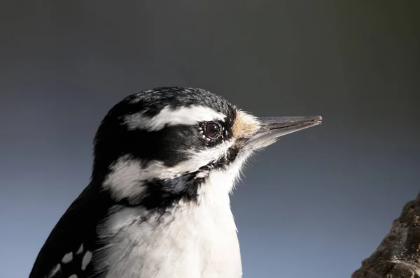 Woodpecker Κεφάλι Πυροβόλησε Γκρο Πλαν Προβολή Προφίλ Ένα Θολό Φόντο — Φωτογραφία Αρχείου