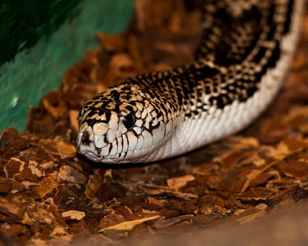 Snake head shot close-up profile view in its environment and habitat displaying head, eye and skin snake. Snake Stock Photos. Image.