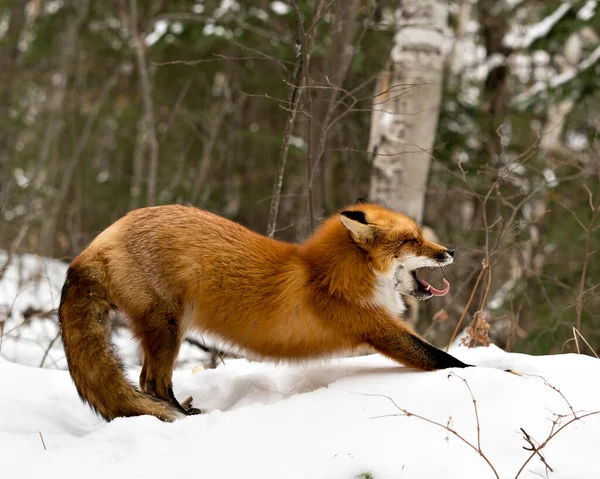 Red fox yawning and stretching displaying open mouth, teeth, tongue, bushy fox tail, fur in the winter season in its environment and habitat with snow forest  background . Fox Image. Picture. Portrait. Red Fox Stock Photos.