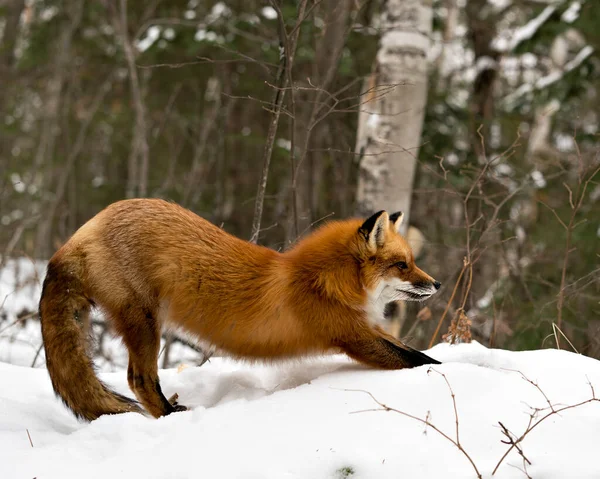 Red fox stretching body in the winter season in its environment and habitat with snow forest  background displaying bushy fox tail, fur. Fox Image. Picture. Portrait. Red Fox Stock Photos.