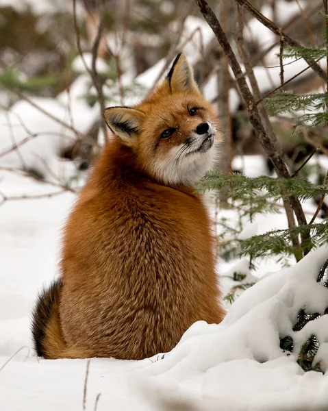 Red fox close-up profile view in the winter season in its environment and habitat with blur snow forest background displaying bushy fox tail, fur. Fox Image. Picture. Portrait. Red Fox Stock Photos.