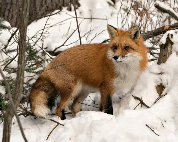 Red fox close-up profile view in the winter season in its environment and habitat with snow and branches background displaying bushy fox tail, fur. Fox Image. Picture. Portrait.