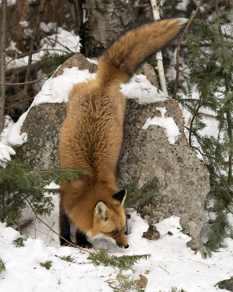 Red fox descending a rock in the winter season in its environment and habitat with snow and forest  background displaying bushy fox tail, fur. Fox Image. Picture. Portrait. Red Fox Stock Photos.