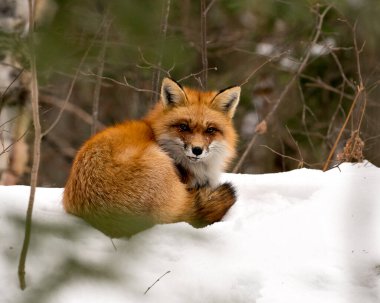 Kızıl tilki profil görüntüsü kış mevsiminde kendi ortamında dinleniyor ve arka planı bulanık tüylü tilki kuyruğu ve kürkü sergiliyor. Fox Image 'da. Görüntü. Portre. Kızıl Tilki Stok Fotoğrafları.