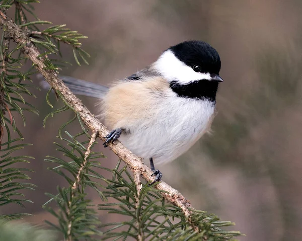 Chickadee close-up profile view on a fir tree branch with a blur background in its environment and habitat, displaying grey feather plumage wings and tail, black cap head. Image. Picture. Portrait. Chickadee Stock Photos.