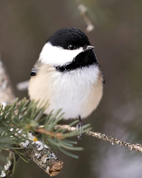 Chickadee Close Profile View Fir Tree Branch Blur Background Its — Stock Photo, Image