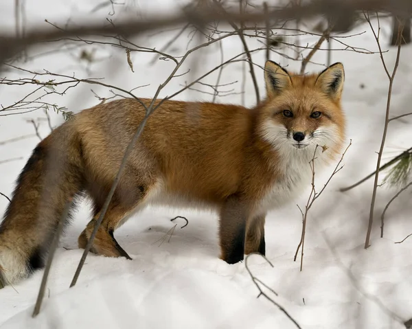 Red fox close-up profile side view in the winter season in its environment and habitat with snow background displaying bushy fox tail, fur. Fox Image. Picture. Portrait. Red Fox Stock Photos.