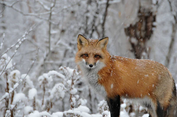 冬に雪が降る環境や木や雪の背景を持つ生息地での赤いキツネのクローズアッププロフィール — ストック写真