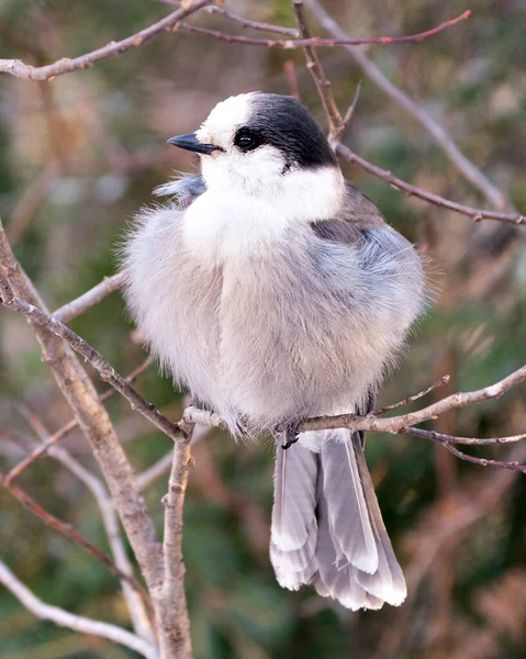 Gray Jay Close Profile View Empoleirado Galho Árvore Seu Ambiente — Fotografia de Stock