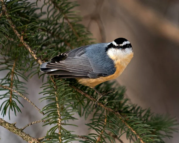 Vue Profil Rapprochée Sittelle Perchée Sur Une Branche Sapin Dans — Photo