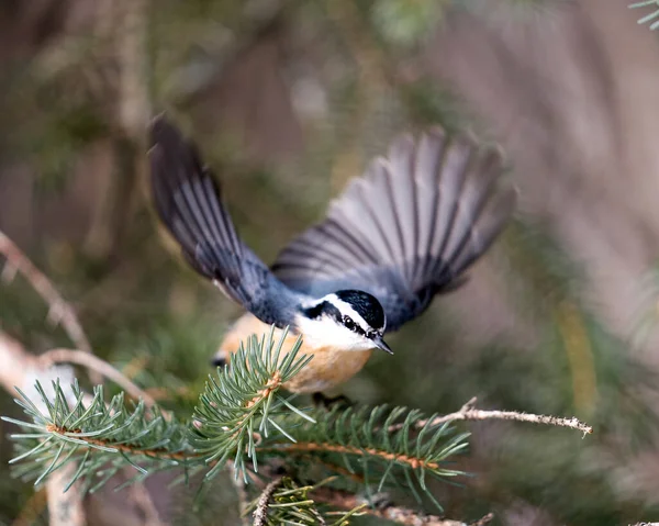 Nuthatch Vista Primer Plano Del Perfil Encaramado Una Rama Abeto —  Fotos de Stock