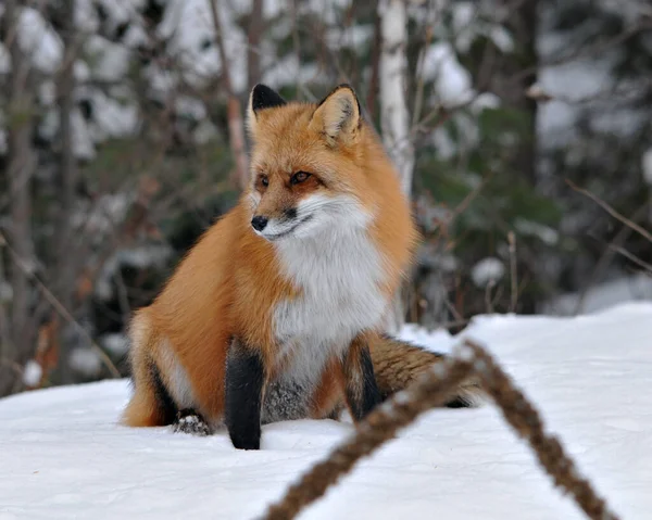 Red Fox Close Profilo Vista Nella Stagione Invernale Nel Suo — Foto Stock