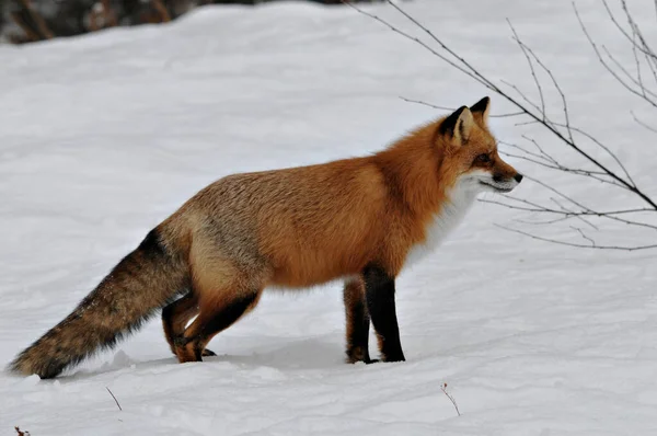 Red Fox Close Profilo Vista Nella Stagione Invernale Nel Suo — Foto Stock