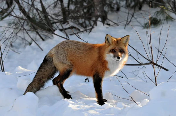 Visão Perfil Close Raposa Vermelha Temporada Inverno Seu Ambiente Habitat — Fotografia de Stock