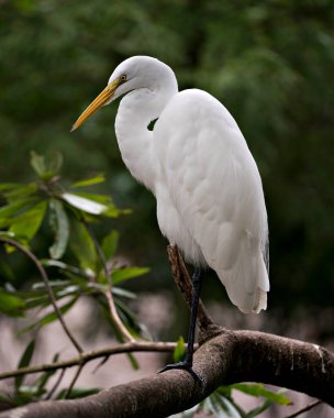 Beyaz Akbalıkçıl 'ın yakın plan profil görüntüsü bulanık bir arka planda tüy tüylerini kendi ortamında ve habitatında sergiliyor. Büyük Beyaz Akbalıkçıl Stok Fotoğrafı.